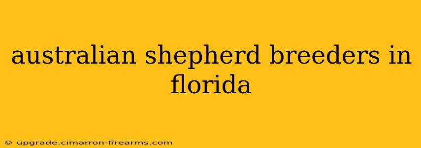 australian shepherd breeders in florida