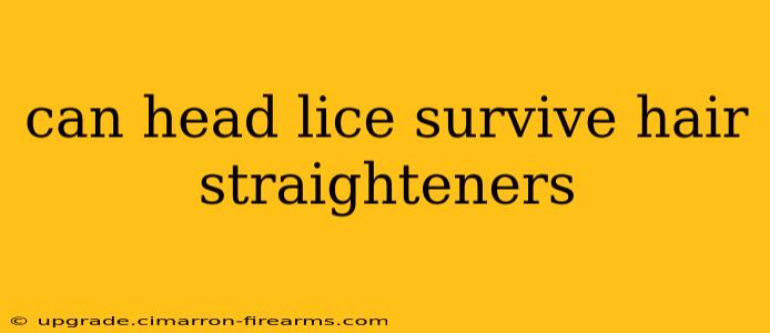 can head lice survive hair straighteners