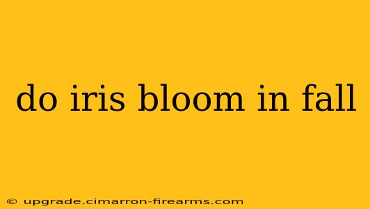 do iris bloom in fall