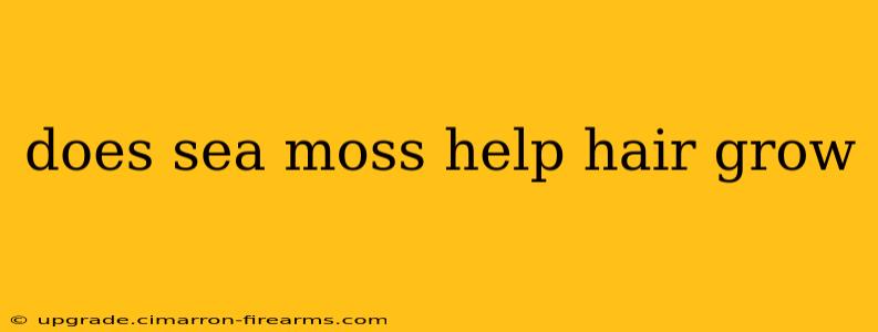 does sea moss help hair grow