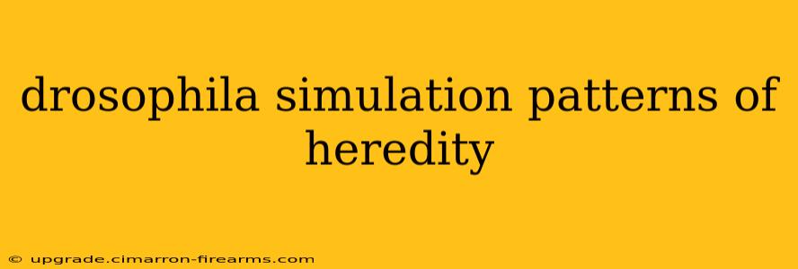 drosophila simulation patterns of heredity