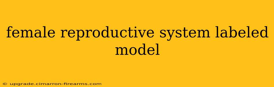 female reproductive system labeled model