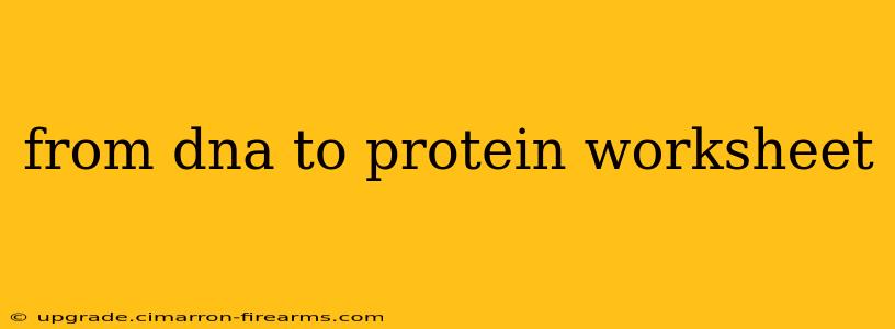 from dna to protein worksheet