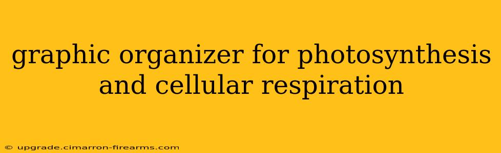 graphic organizer for photosynthesis and cellular respiration