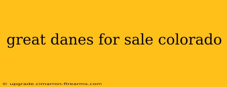 great danes for sale colorado