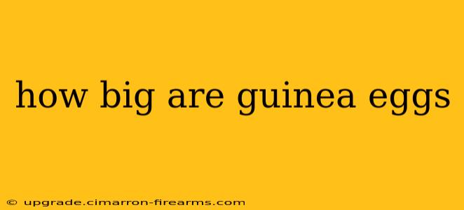 how big are guinea eggs