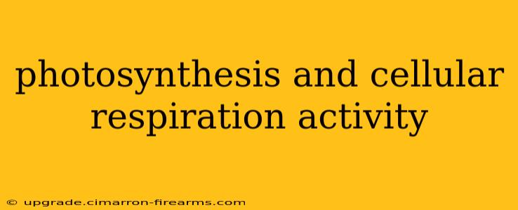 photosynthesis and cellular respiration activity