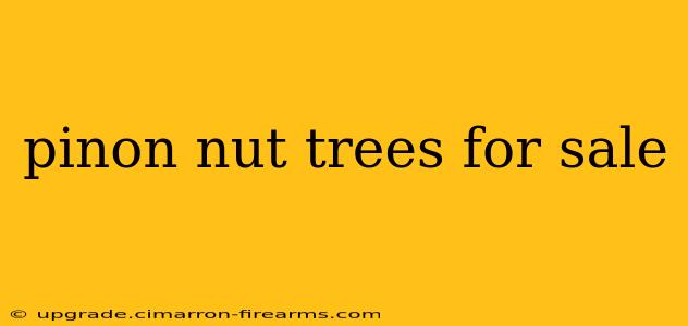 pinon nut trees for sale