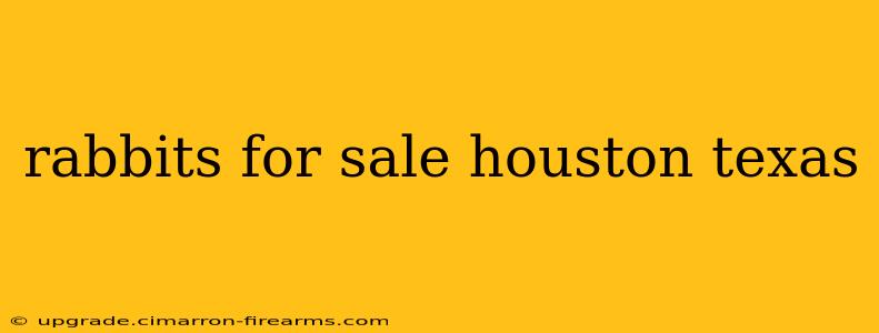 rabbits for sale houston texas