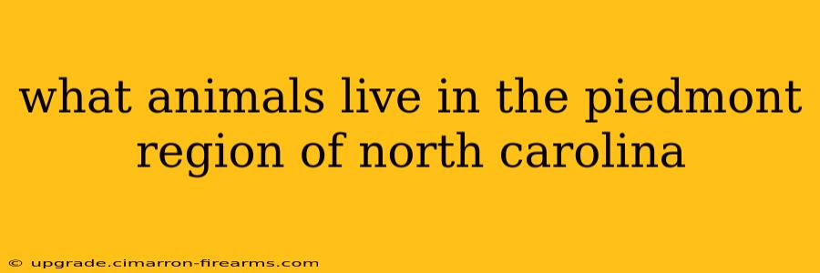 what animals live in the piedmont region of north carolina