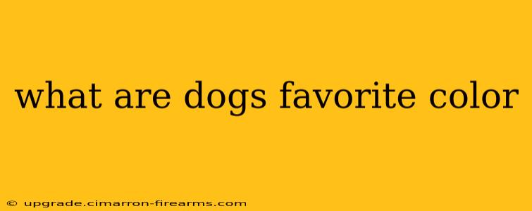 what are dogs favorite color