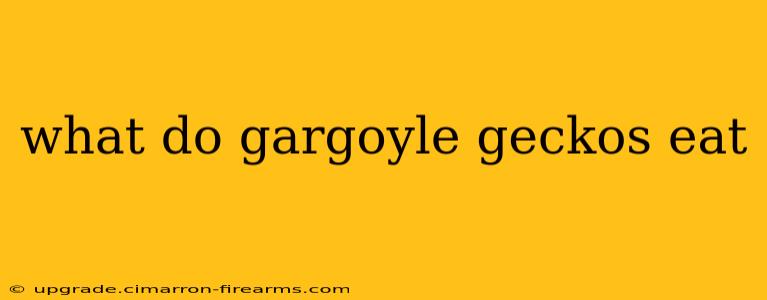 what do gargoyle geckos eat