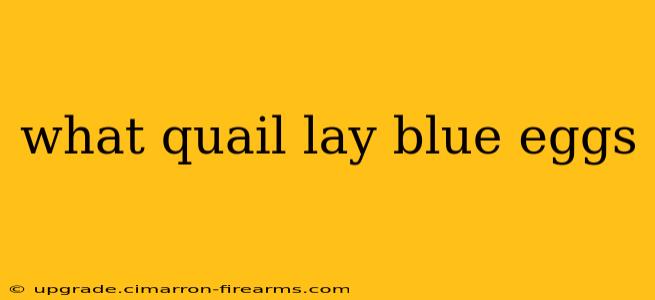 what quail lay blue eggs